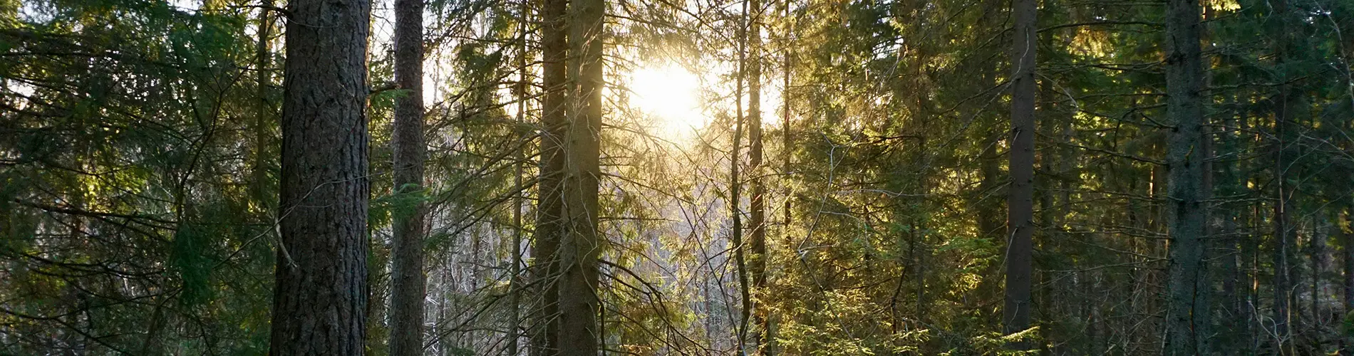 bild på skog